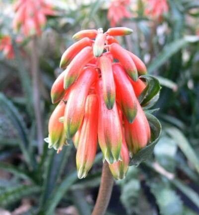 Aloe schilliana — houseplant care guide
