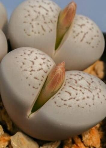 Dinteranthus vanzylii — houseplant care guide