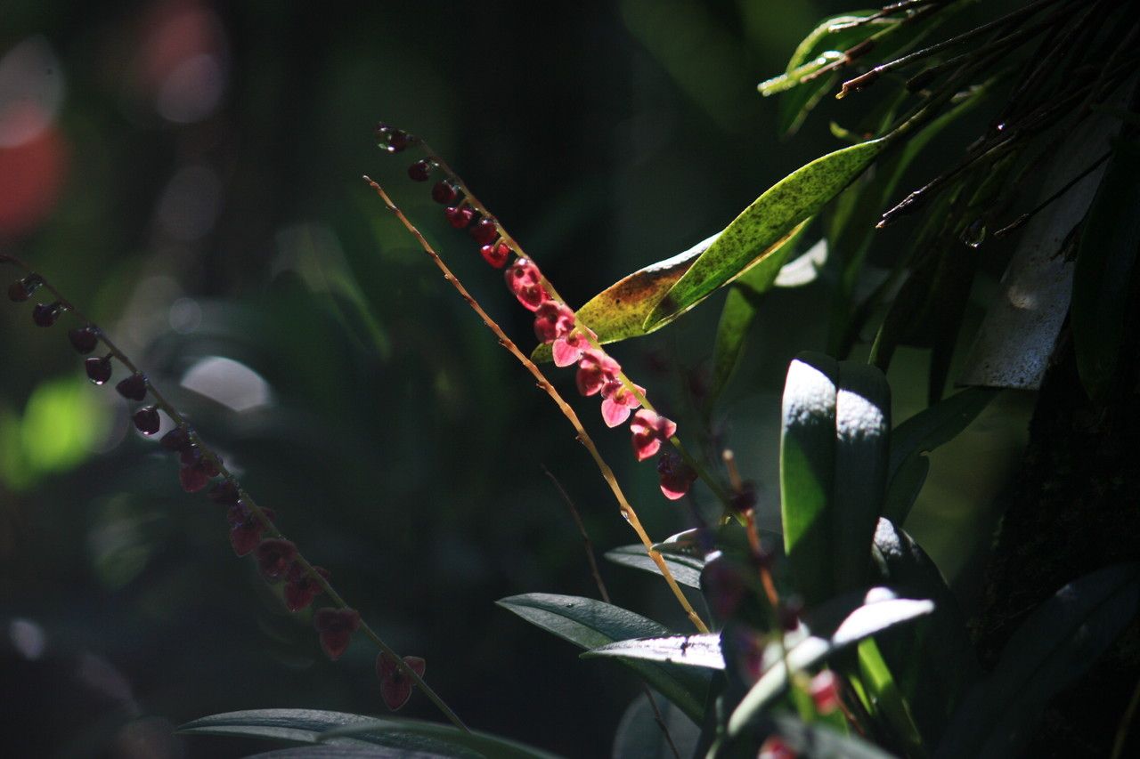 Stelis superbiens other