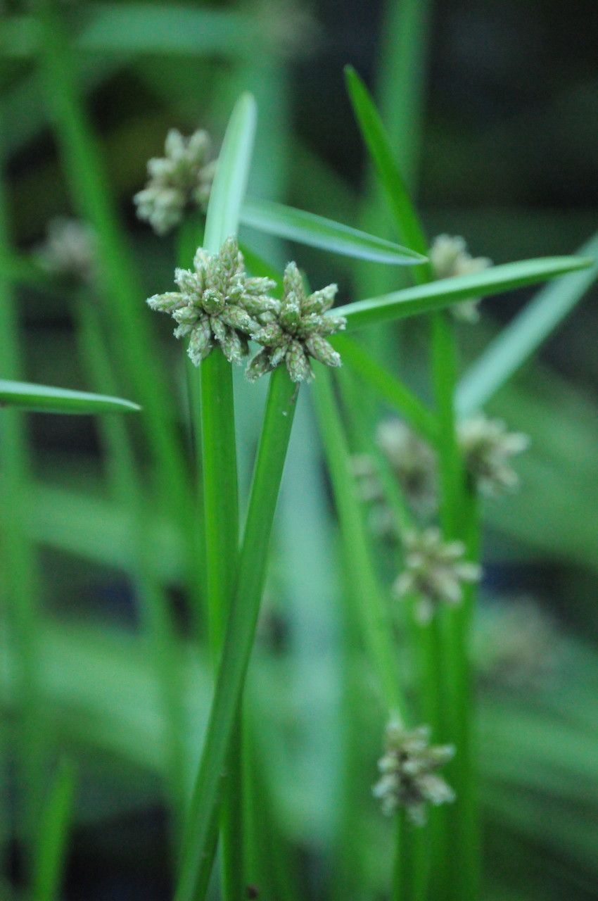 Schoenoplectus mucronatus fruit