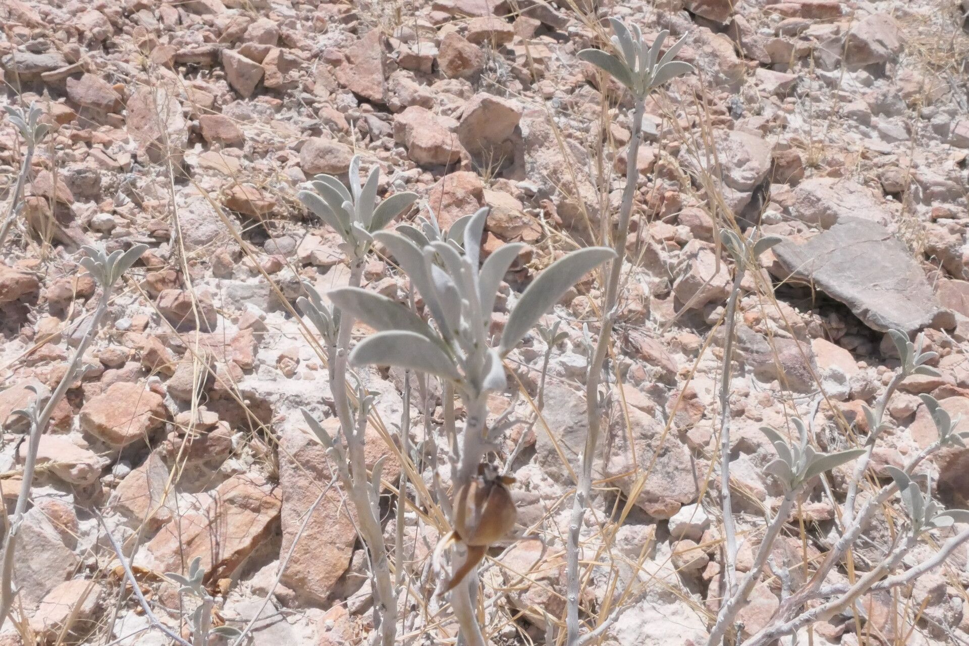 Ipomoea adenioides habit