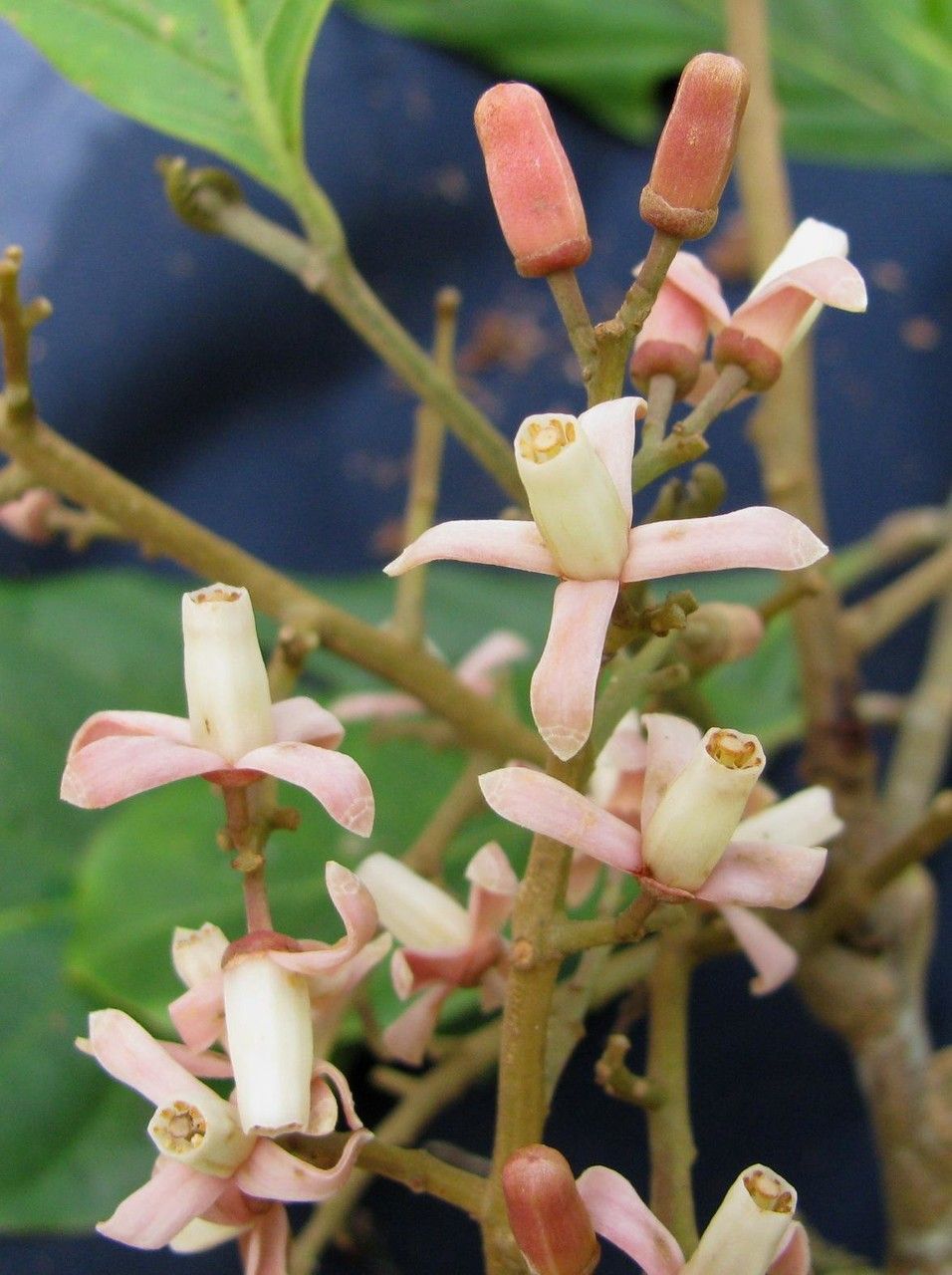 Guarea montana flower