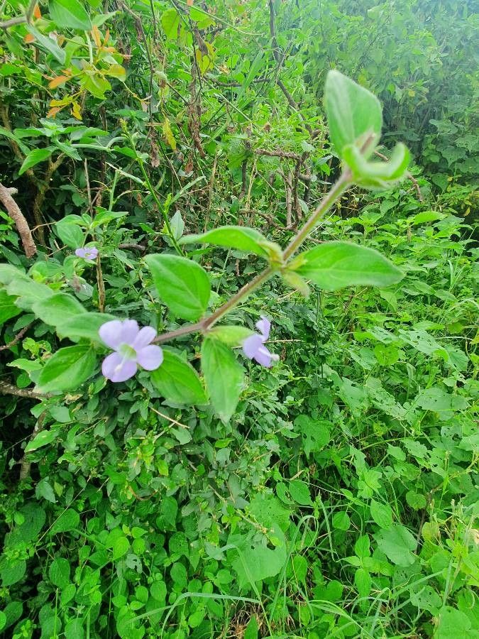 Barleria submollis habit