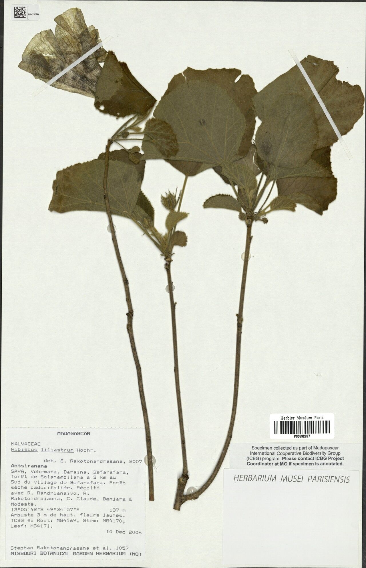 Hibiscus liliastrum — houseplant care guide