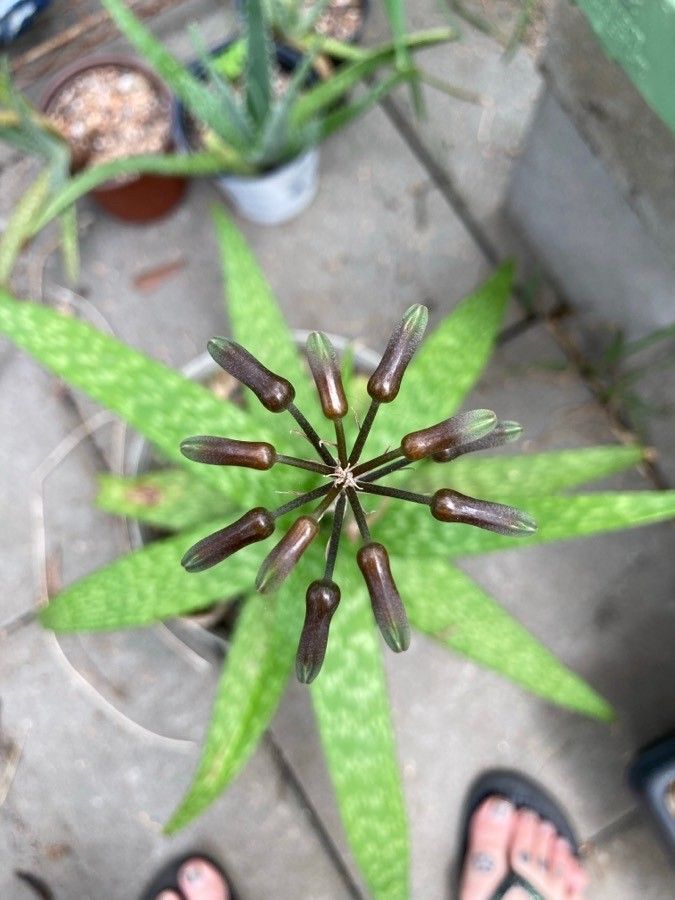 Aloe kilifiensis flower