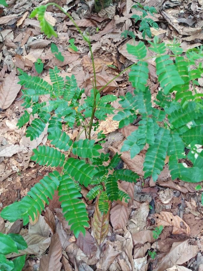 Albizia zygia — search result for 'Albizia'