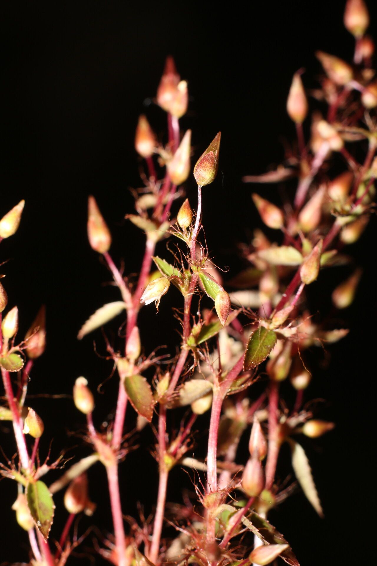 Sauvagesia pulchella habit
