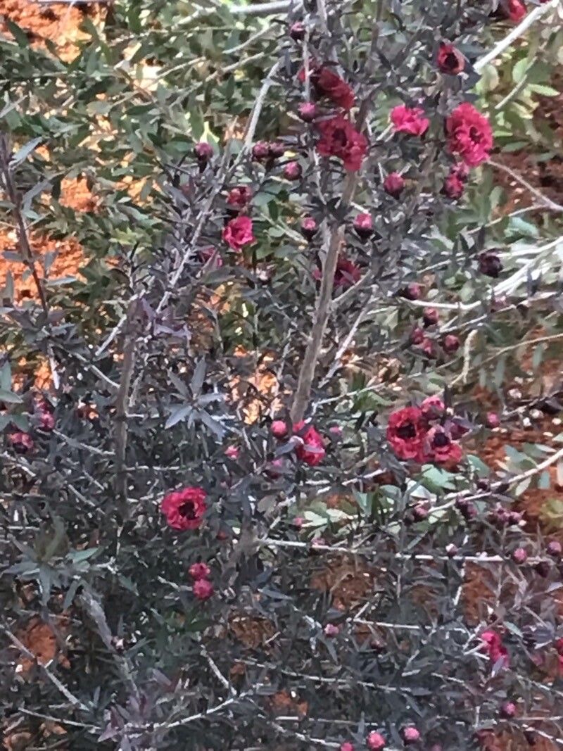 Leptospermum juniperinum