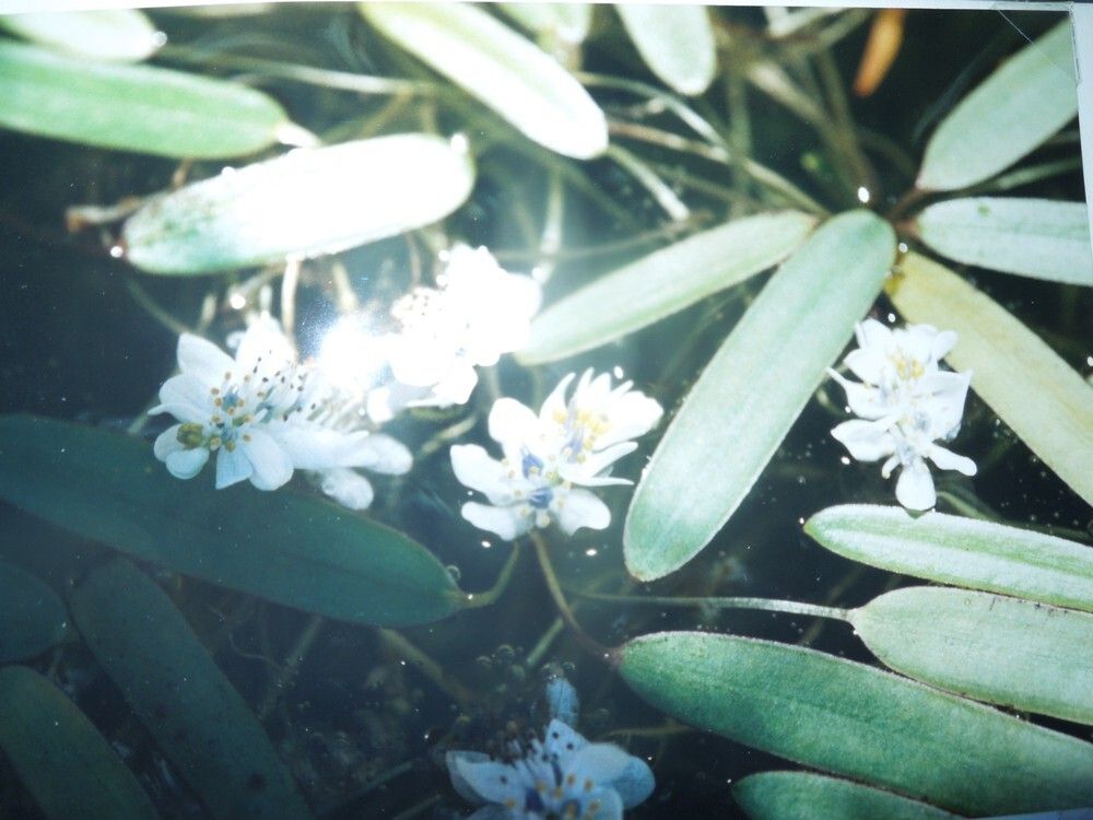 Aponogeton stuhlmannii — houseplant care guide