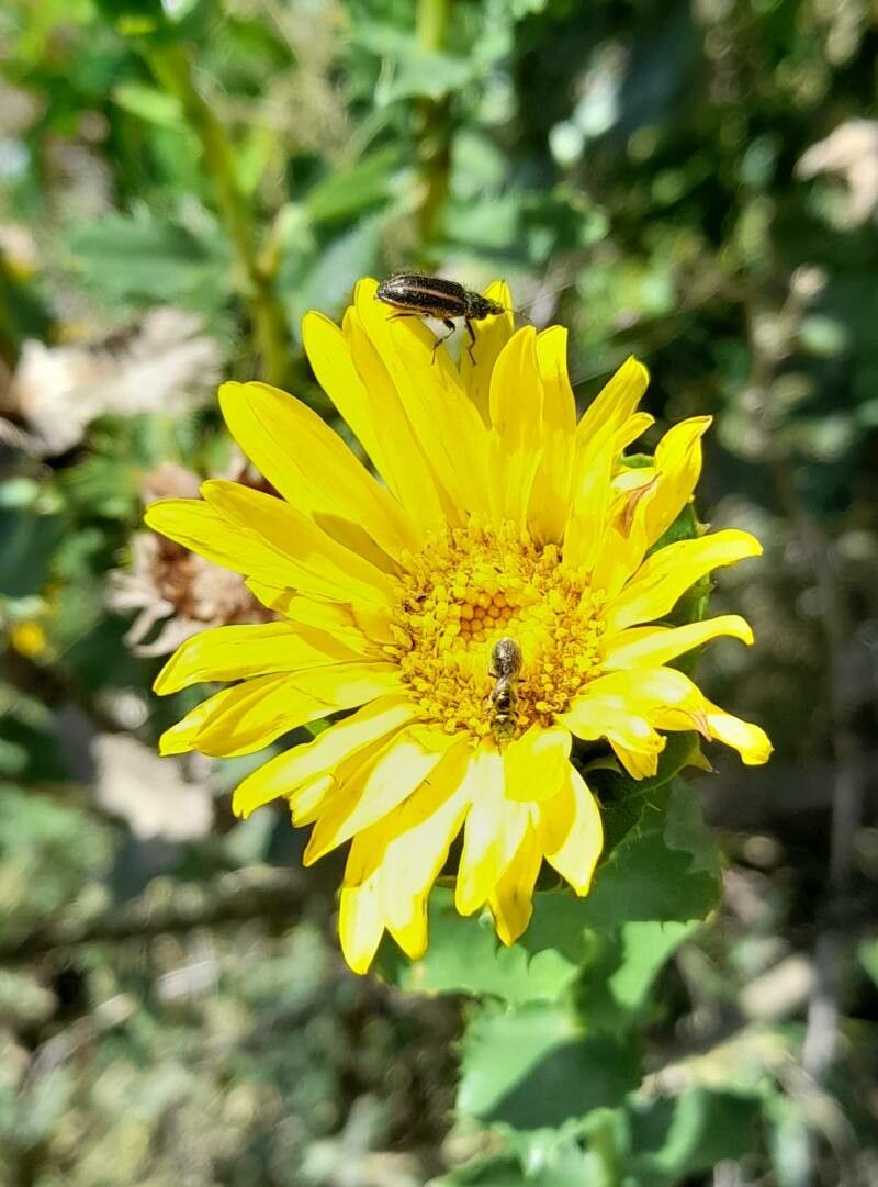 Grindelia buphthalmoides flower
