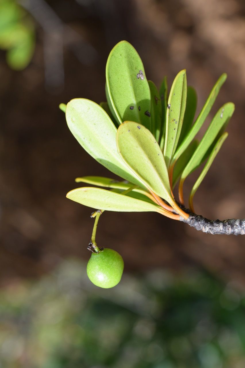 Elaeodendron bupleuroides fruit