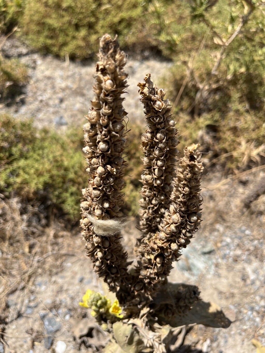 Verbascum × innominatum fruit