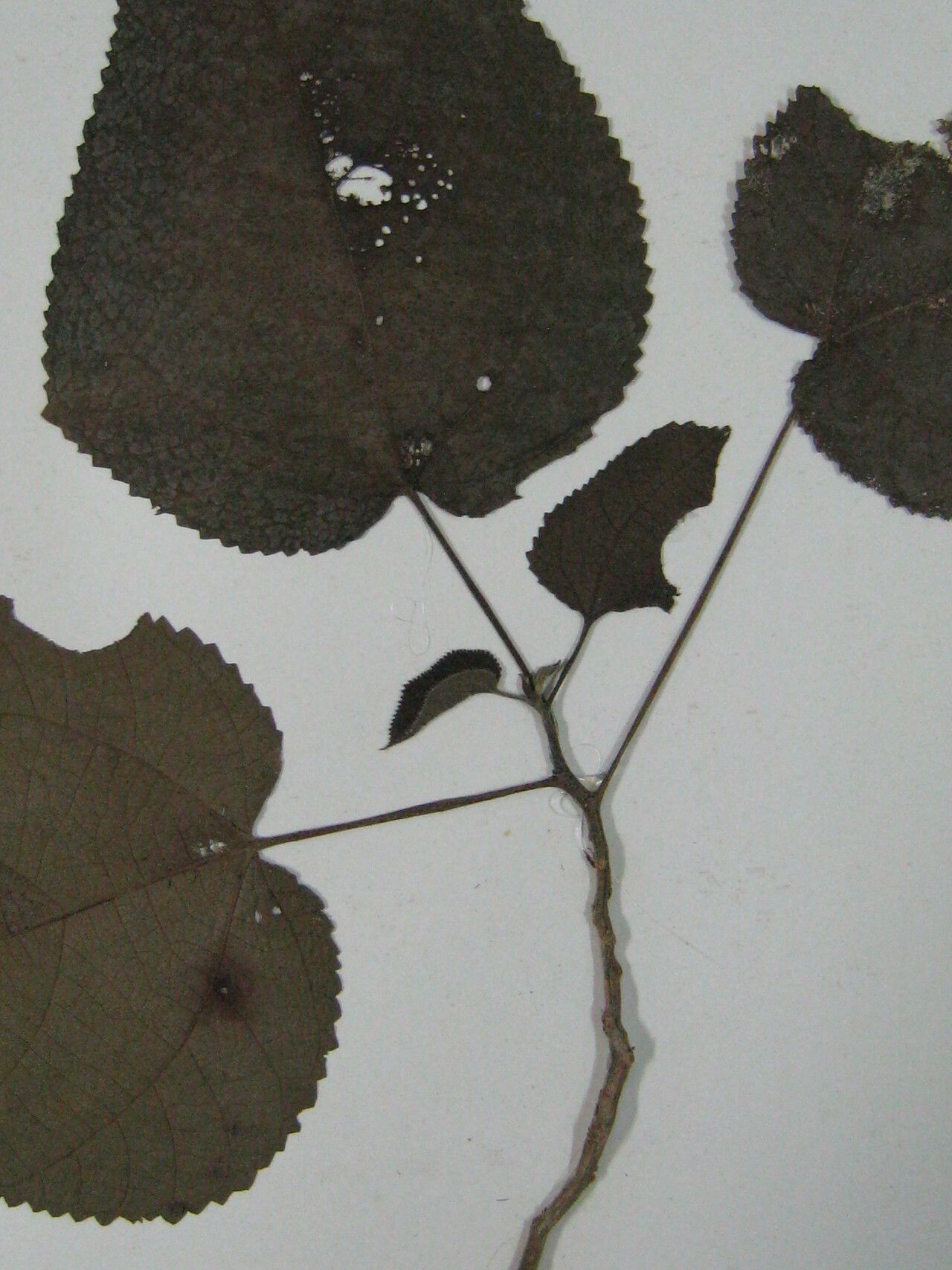 Urera caracasana other