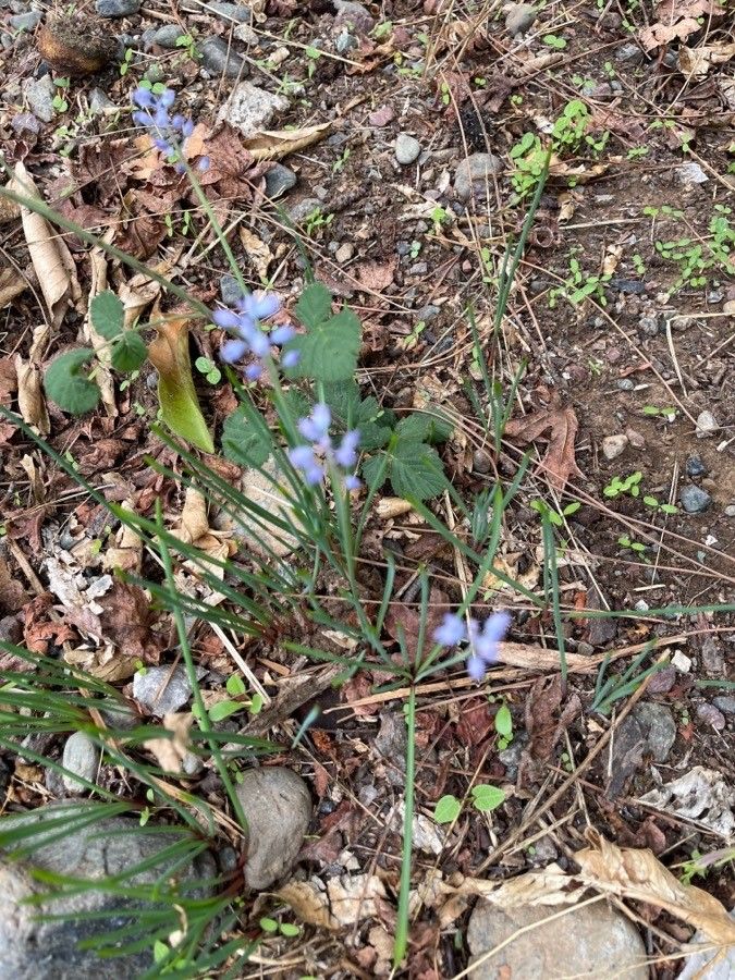 Muscari parviflorum leaf
