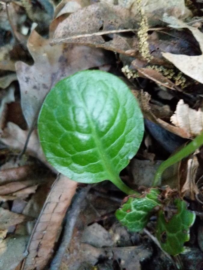 Pyrola americana leaf