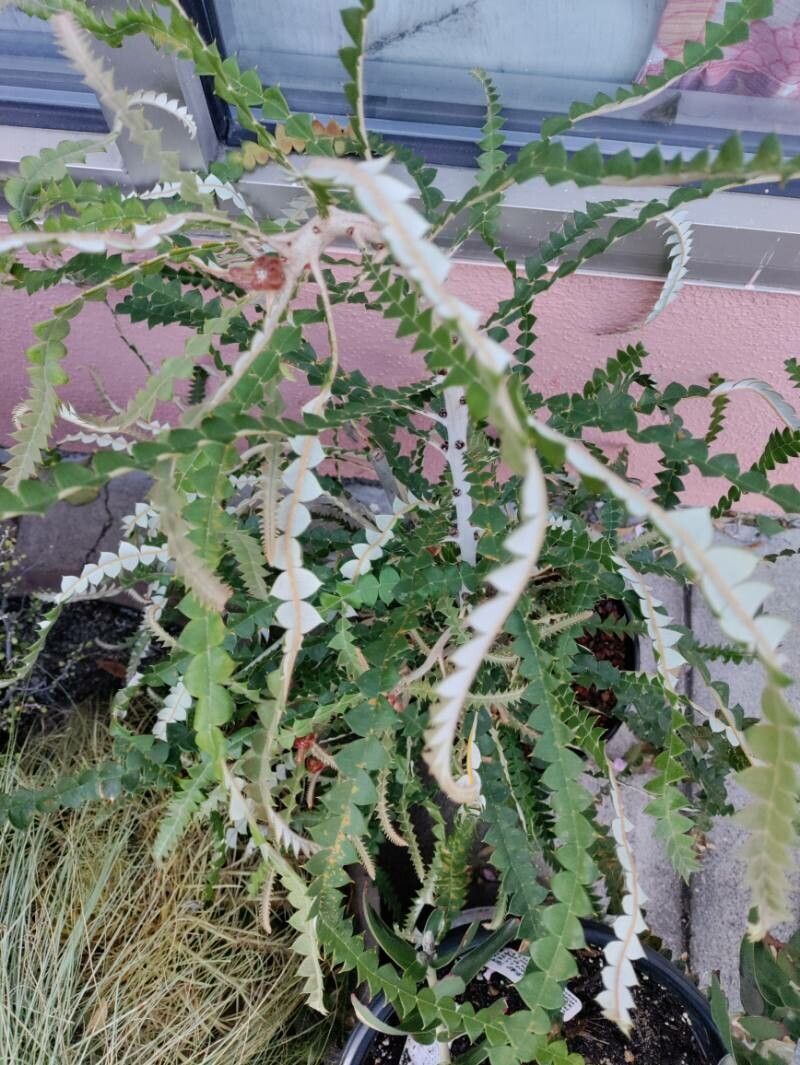 Banksia speciosa leaf