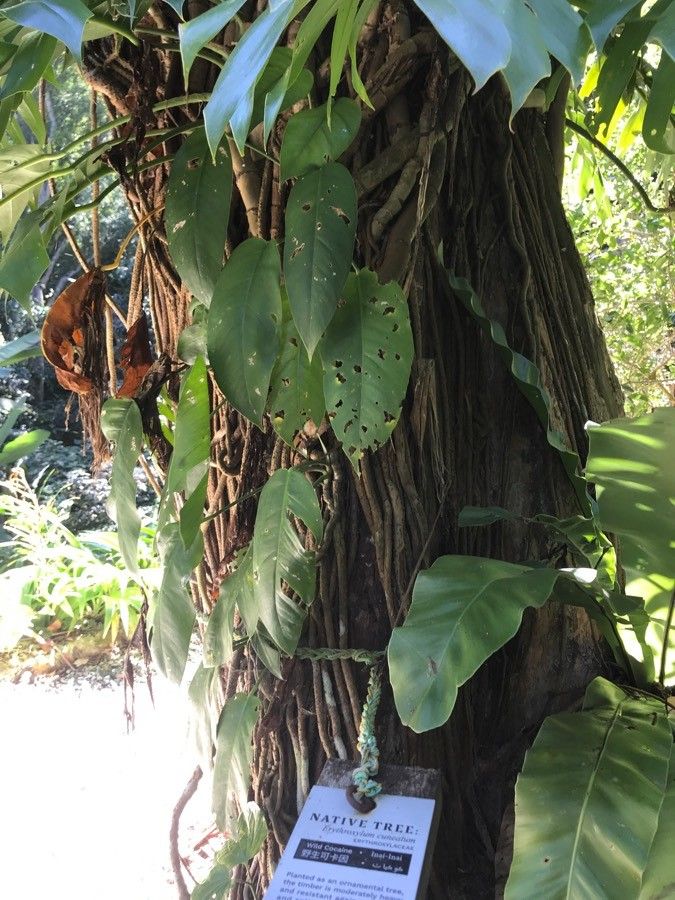 Erythroxylum cuneatum — houseplant care guide