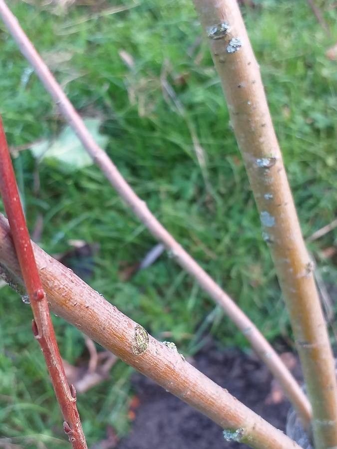 Salix × pendulina bark