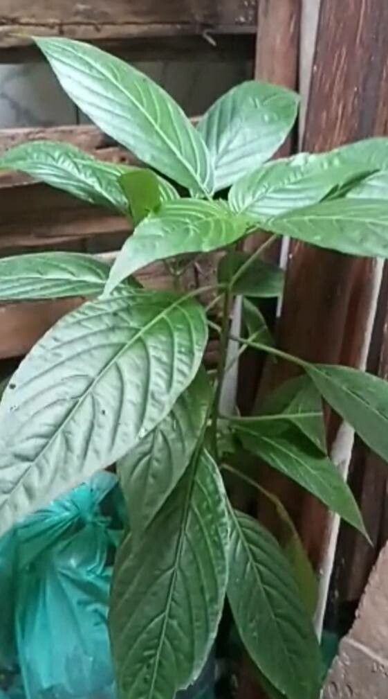 Dianthera secunda leaf