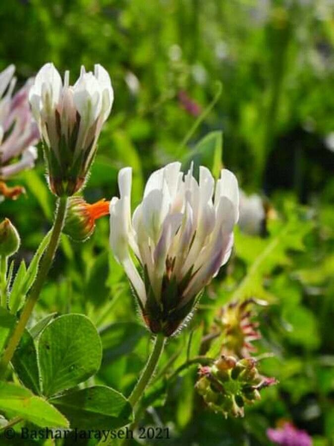 Trifolium clypeatum flower