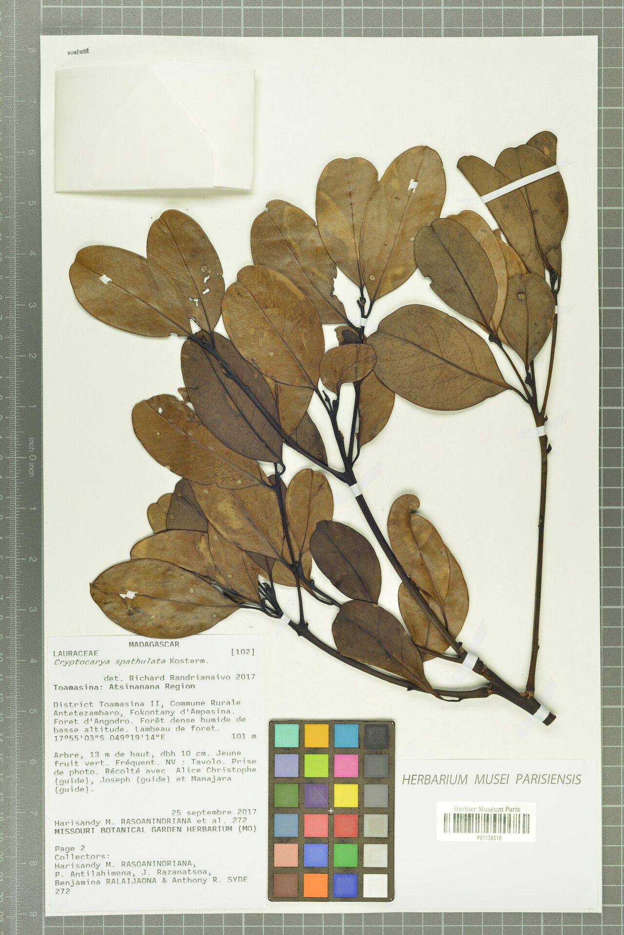 Cryptocarya rigidifolia — houseplant care guide