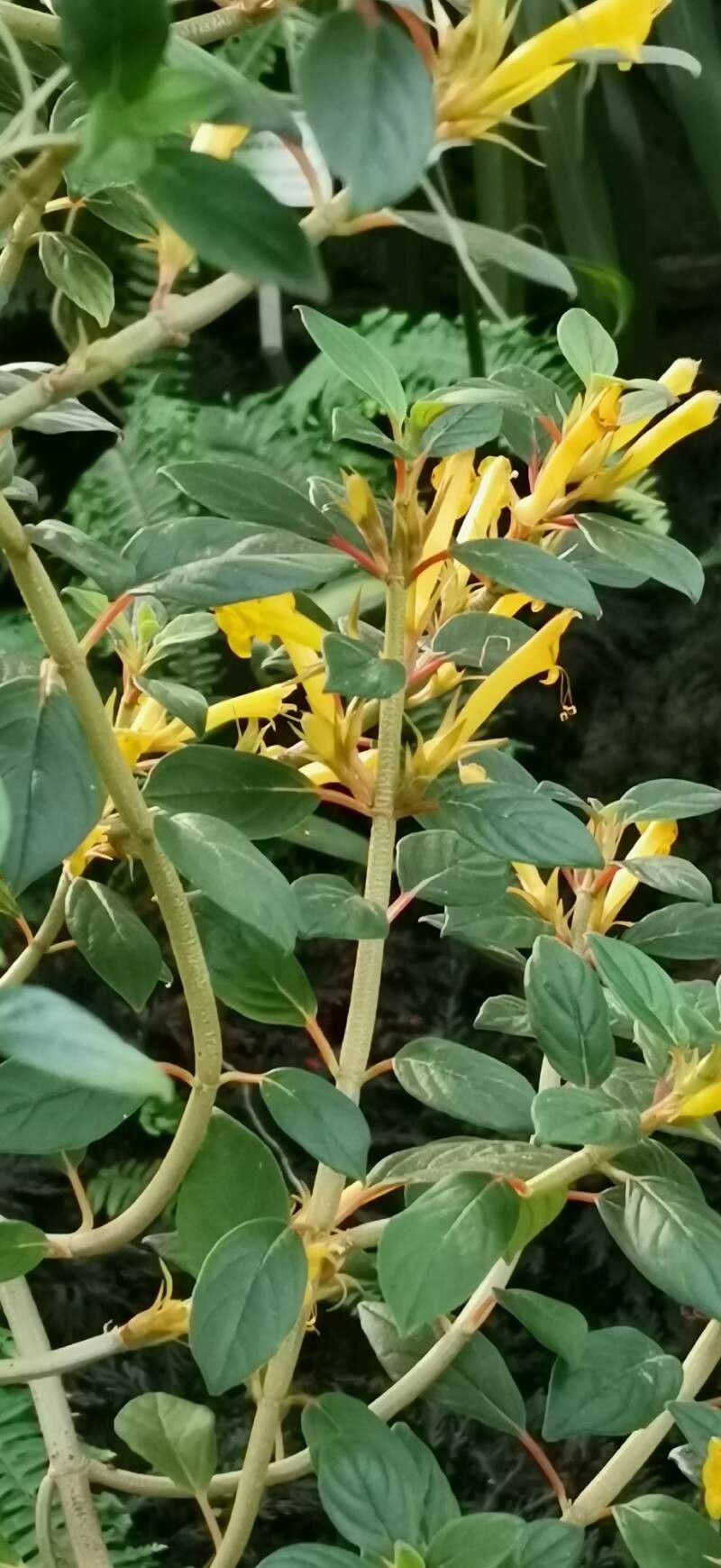 Columnea angustata habit