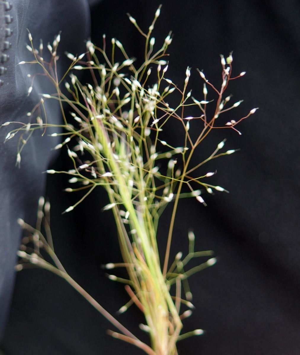 Aira cupaniana habit