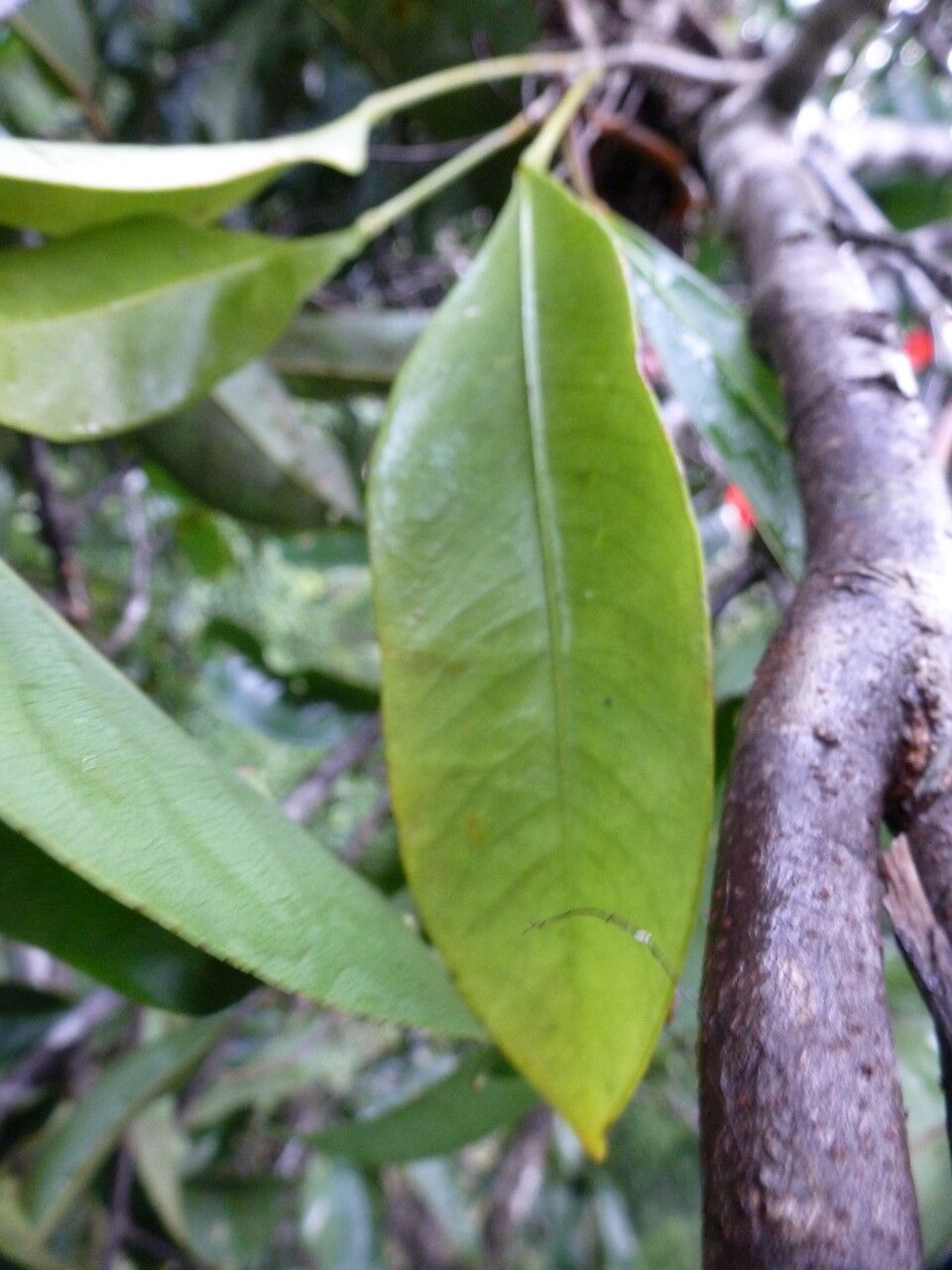 Anthurium gracile — search result for 'Anthurium'