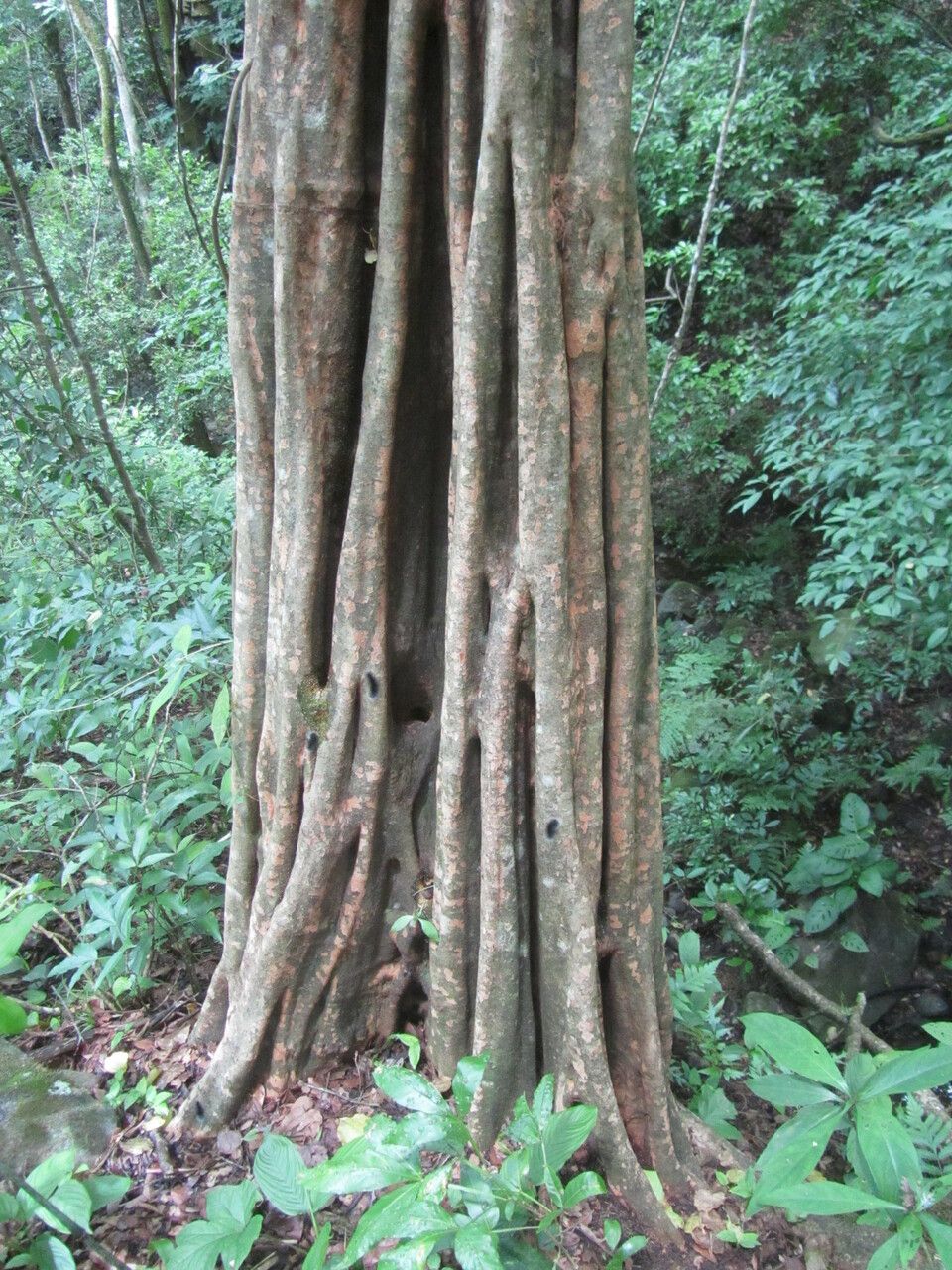 Coccoloba acapulcensis bark