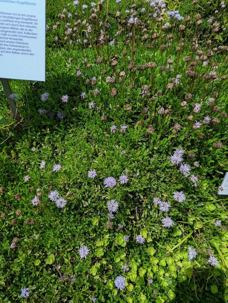 Globularia meridionalis habit