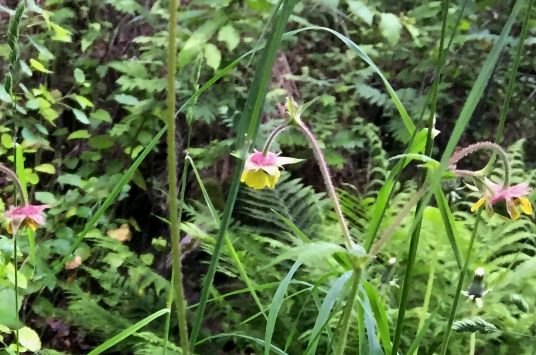 Geum x intermedium flower