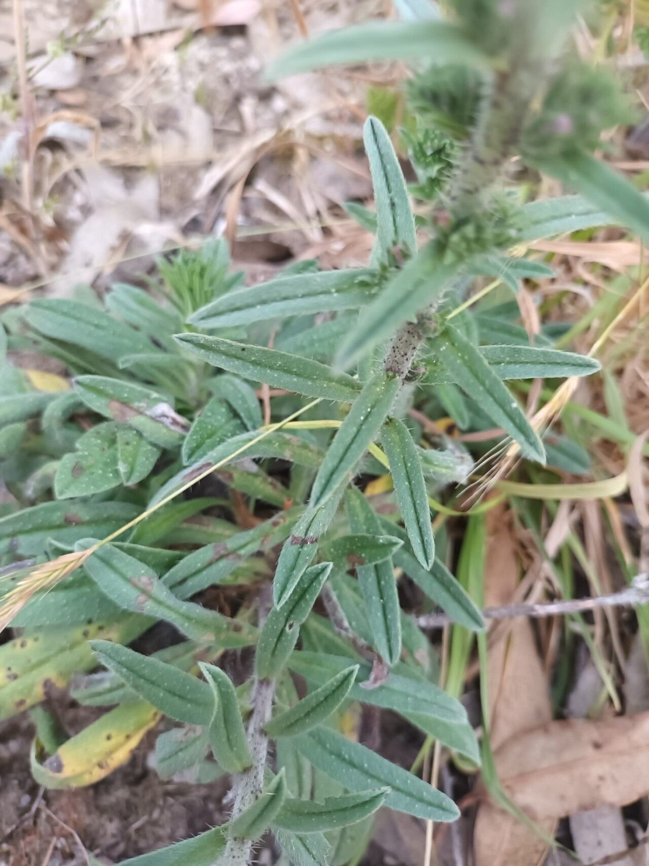 Echium tuberculatum leaf