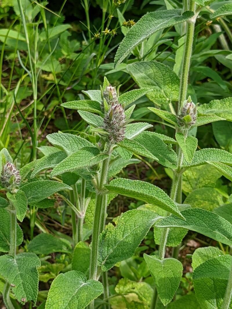 Stachys alpina leaf