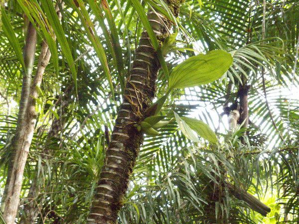 Coelogyne lycastoides fruit