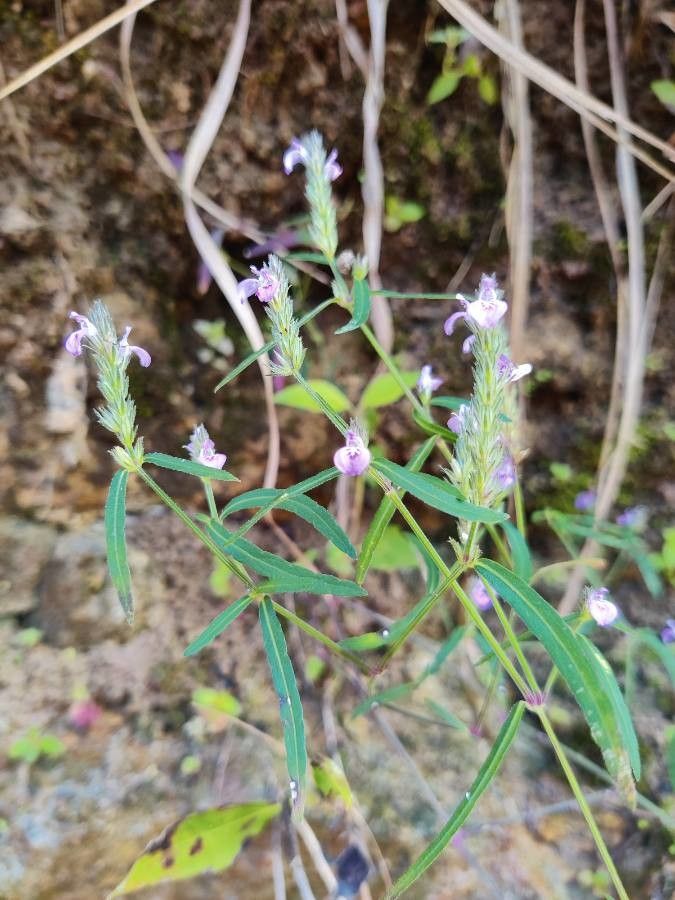 Justicia vahlii — search result for 'Justicia'