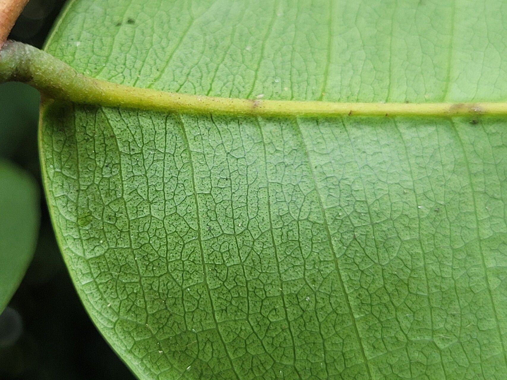Myrcia pyrifolia leaf