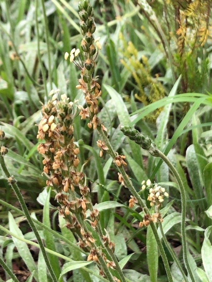 Plantago albicans flower