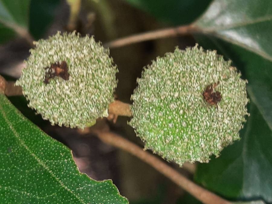 Croton guatemalensis fruit