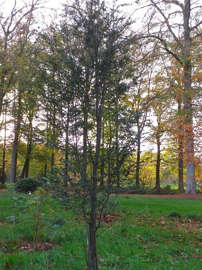 Nothofagus betuloides habit