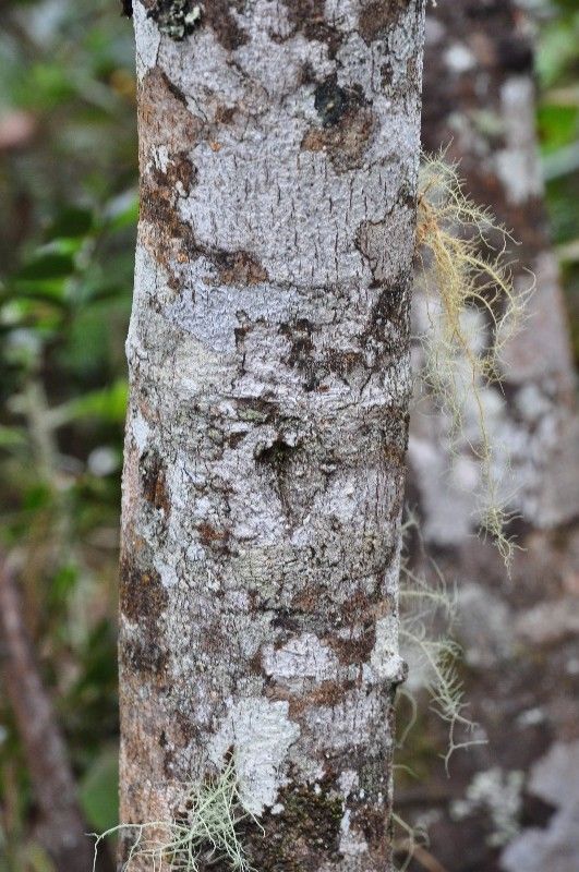 Dombeya reclinata bark