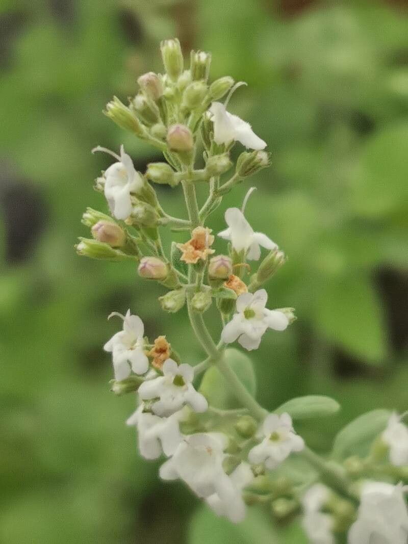 Micromeria fruticosa flower