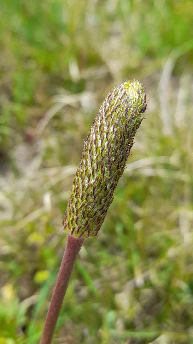 Anemone decapetala fruit