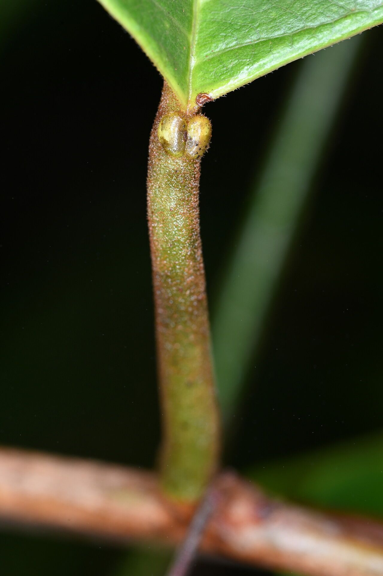 Passiflora candida bark