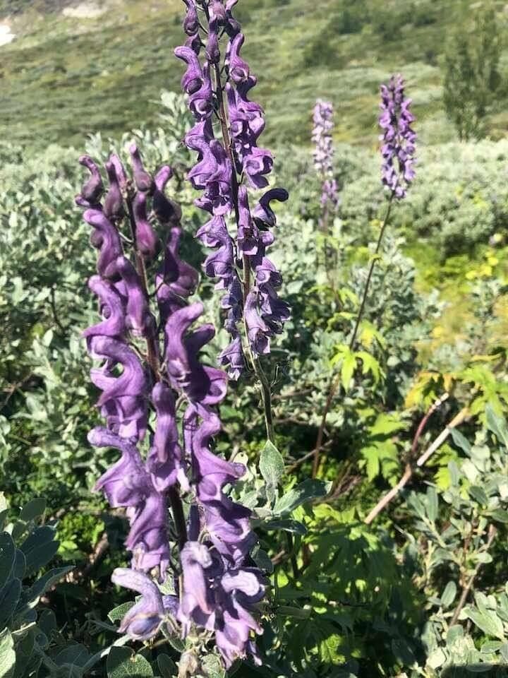Aconitum septentrionale flower
