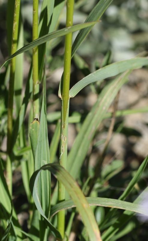 Bromus suksdorfii bark
