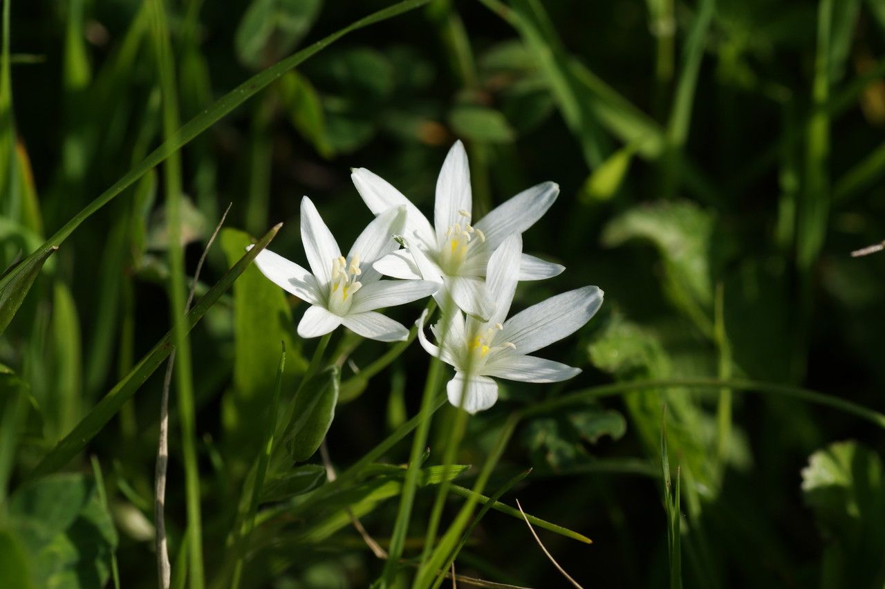 Ornithogalum collinum flower