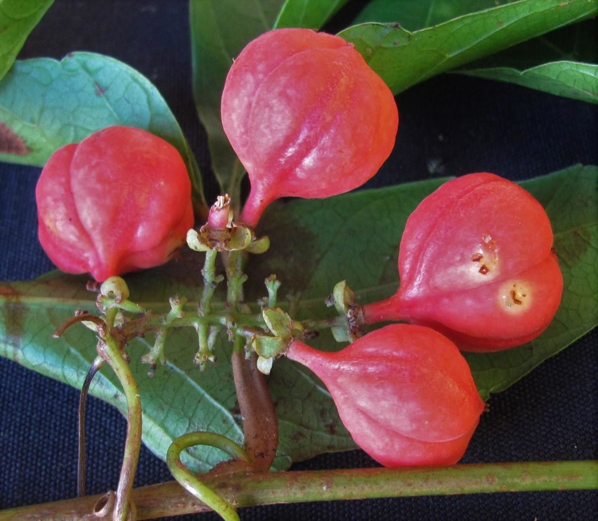 Paullinia talamancensis — search result for 'Paullinia'