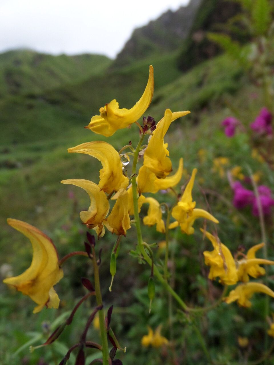 Corydalis calycina — houseplant care guide
