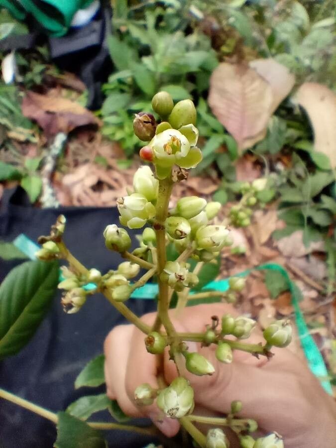 Turpinia occidentalis flower