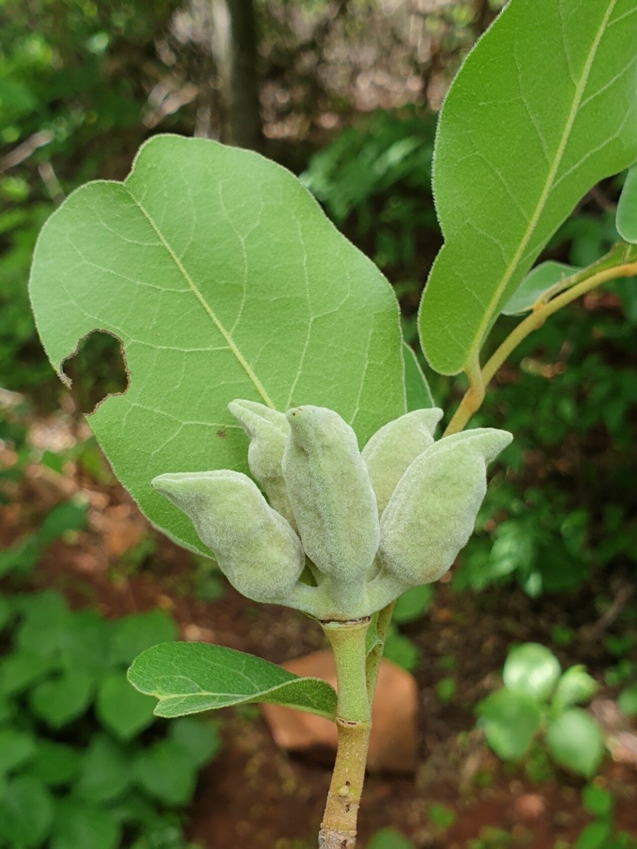 Uvaria relambo fruit